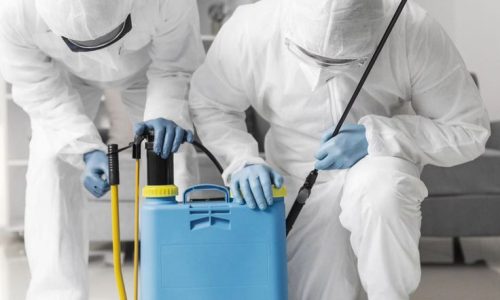 Blog-Leitfaden zur Schädlingsbekämpfung – blog.mobil.gmoplus.com